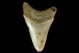 3.15" Fossil Megalodon Tooth - North Carolina - #130076-1